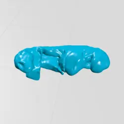 جنین انسان هفته 12