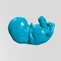 جنین انسان هفته 20