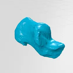 مولاژ استخوان های پا (foot bones)
