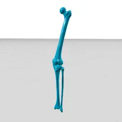 مولاژ استخوان های ران و ساق (thigh leg bones)