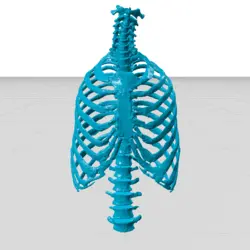 مولاژ استخوان های دنده و ستون مهره (ribcage and spine)