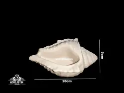 پلی‌استر صدف دوسایز