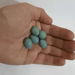 تخم مصنوعی قناری بسته بندی 4 عددی