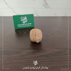 نهال گردو ژنوتیپ برتر چیرو