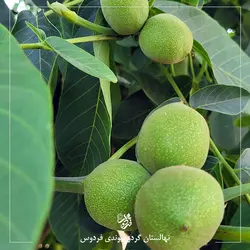 نهال گردو ژنوتیپ برتر چیرو