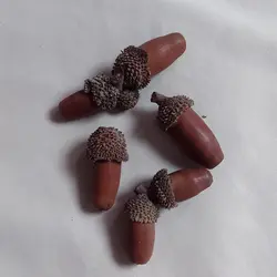 بلوط خشک طبیعی