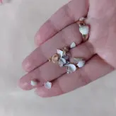 گوش ماهی و صدف ریز مینیاتوری