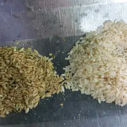 برنج کامفیروزی سبوسدار (قهوه‌ای) سورت شده