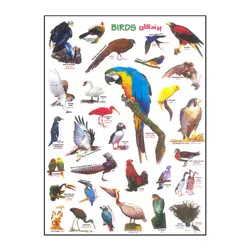 برچسب مدل پرندگان کد Birds-125 | چند رنگ | گارانتی اصالت و سلامت فیزیکی کالا