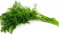 سبزی خشک شوید