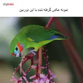 دوربین دیجیتال کانن مدل EOS 70D + 18-55 IS STM دسته دوم