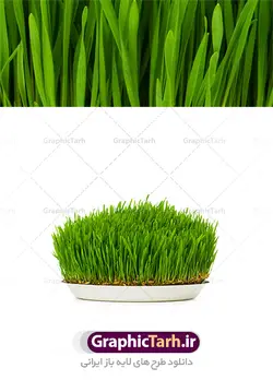 عکس سبزه عید نوروز بکگراند سفید