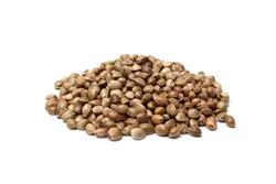 شاهدانه درشت 100 گرمی