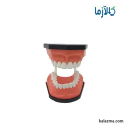 مولاژ دندان انسان 3برابر اندازه طبیعی