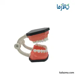 مولاژ دندان انسان 3برابر اندازه طبیعی