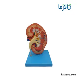مولاژ کلیه انسان 3 برابر اندازه طبیعی