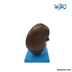 مولاژ کلیه انسان 3 برابر اندازه طبیعی