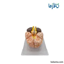 مولاژ مغز انسان با اندازه طبیعی(4قسمتی)
