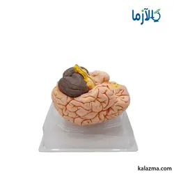 مولاژ مغز انسان با اندازه طبیعی(4قسمتی)