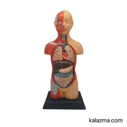 مولاژ نیم تنه انسان(نمایش عضلات) 1/2 اندازه طبیعی