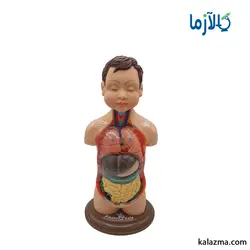 مولاژ نیم تنه عروسکی 8قسمتی