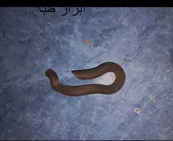 پین قورباغه ای (کلمپس) - پین گوه قالب بندی بتن _ کارکرده