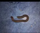 پین قورباغه ای (کلمپس) - پین گوه قالب بندی بتن _ کارکرده