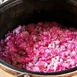 گلاب 25 عیار مخصوص