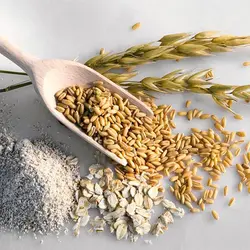 سویق جو