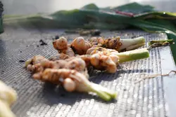 گیاه زردچوبه تازه