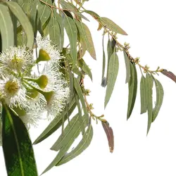 اسنشیال اویل اکالیپتوس