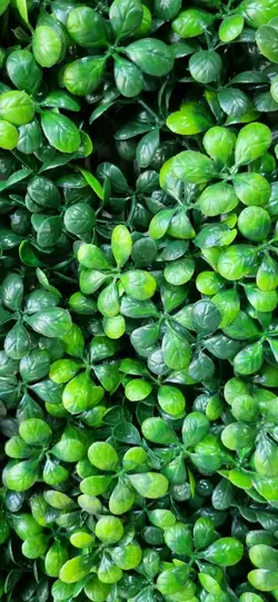 دیوار سبز مصنوعی مدل برگ میوه ای ابعاد۵۰×۵۰