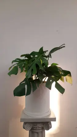 مانسترا برگ انجیری یا مانسترا پنجه شیری