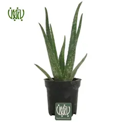 آلوئه ورا-Aloe vera