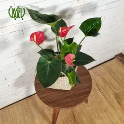 آنتوریوم-Anthurium andraeanum