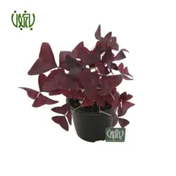 اکسالیس، ترشک ، گل عشق-oxalis regnellii