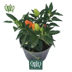 فلفل زینتی-Ornamental chilli pepper