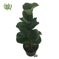 فیکوس لیراتا (فیکوس آفریقایی)-FICUS LYRATA