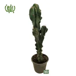 کاکتوس سرئوس (صخره ای)- Cereus