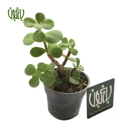 کراسولا خرفه ای-Crassula portulaca