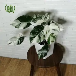 گلدان هدیه برگ انجیری ابلق طرح1