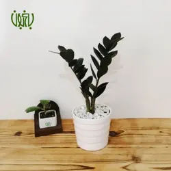 گلدان هدیه زاموفیلیا بلک طرح 1