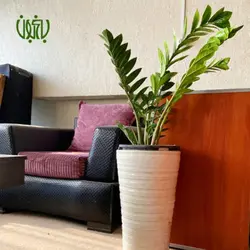 گلدان هدیه زاموفیلیا طرح 2