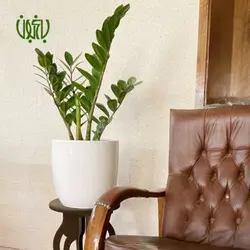 گلدان هدیه زاموفیلیا طرح 3