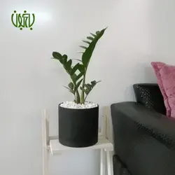 گلدان هدیه زاموفیلیا طرح 7