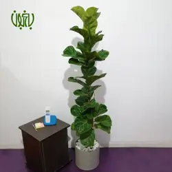 گلدان هدیه فیکوس لیراتا (فیکوس آفریقایی) طرح 1
