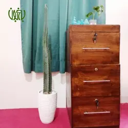 گلدان هدیه کاکتوس تریکوسرئوس طرح 2