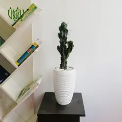 گلدان هدیه کاکتوس سرئوس (صخره ای) طرح 1