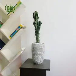 گلدان هدیه کاکتوس سرئوس (صخره ای) طرح 2