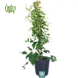 گیاه موچسب-Chestnut vine